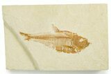 Detailed Fossil Fish (Diplomystus) - Wyoming #355656-1